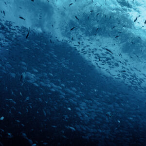 Diver among the fish at Roca Partida, Socorro Islands