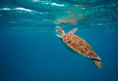 scuba-temp-img-8